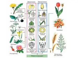 Тест Покрытосемянные Растения [20 Вопросов]